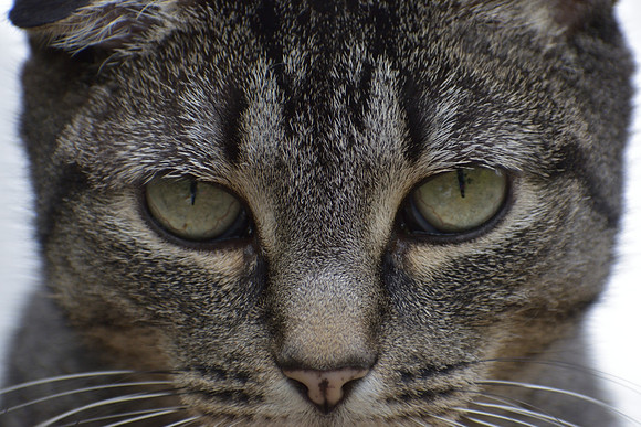 DSC_0176_00001